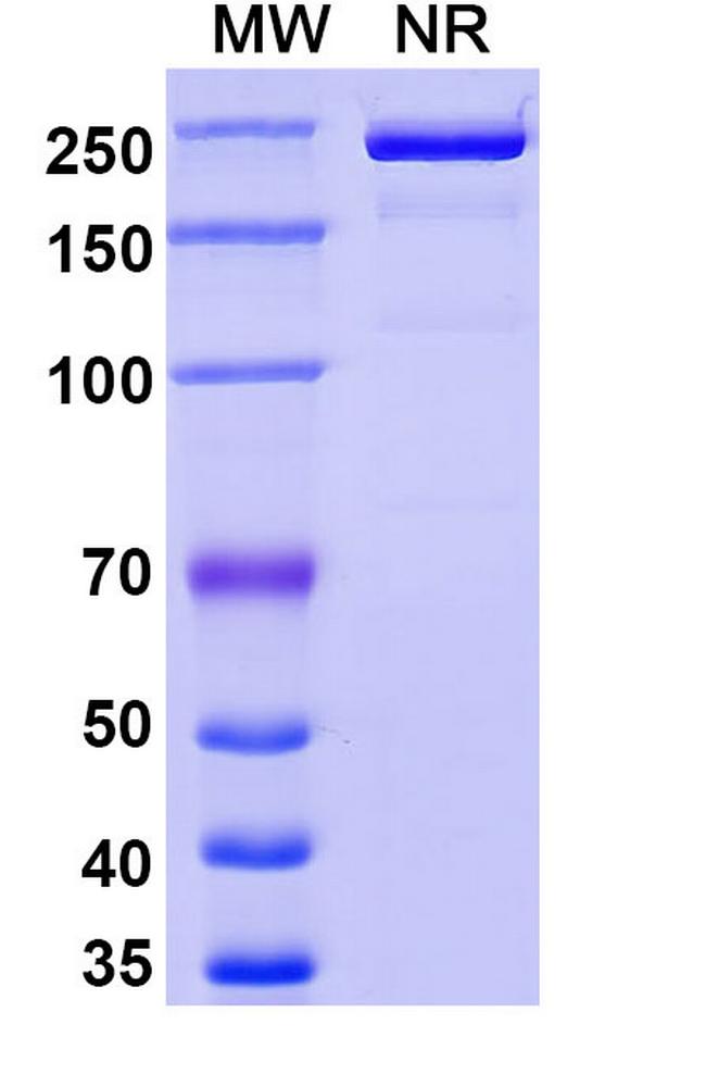 Folate Receptor alpha (Rinatabart Biosimilar) Antibody in SDS-PAGE (SDS-PAGE)