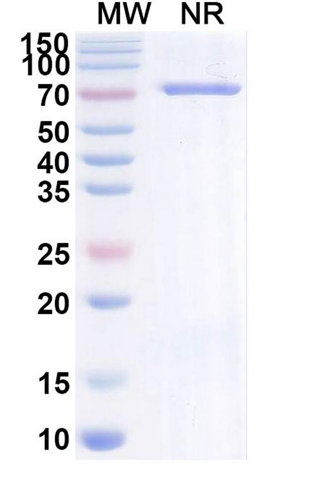 Brivekimig Antibody in SDS-PAGE (SDS-PAGE)