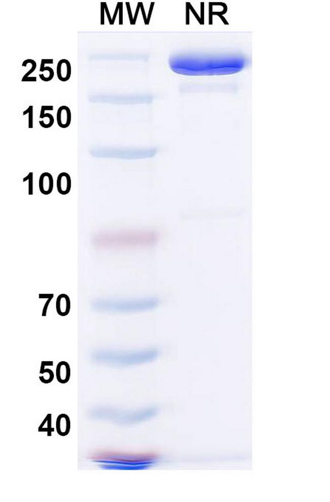 Tarcocimab Humanized Antibody in SDS-PAGE (SDS-PAGE)
