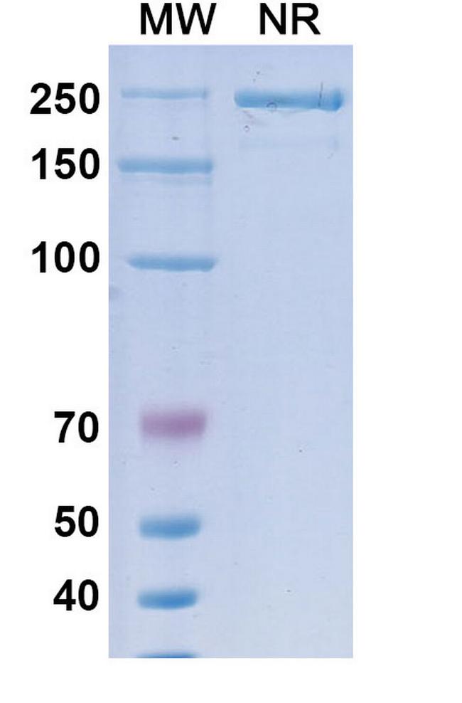 Suvemcitug Antibody in SDS-PAGE (SDS-PAGE)