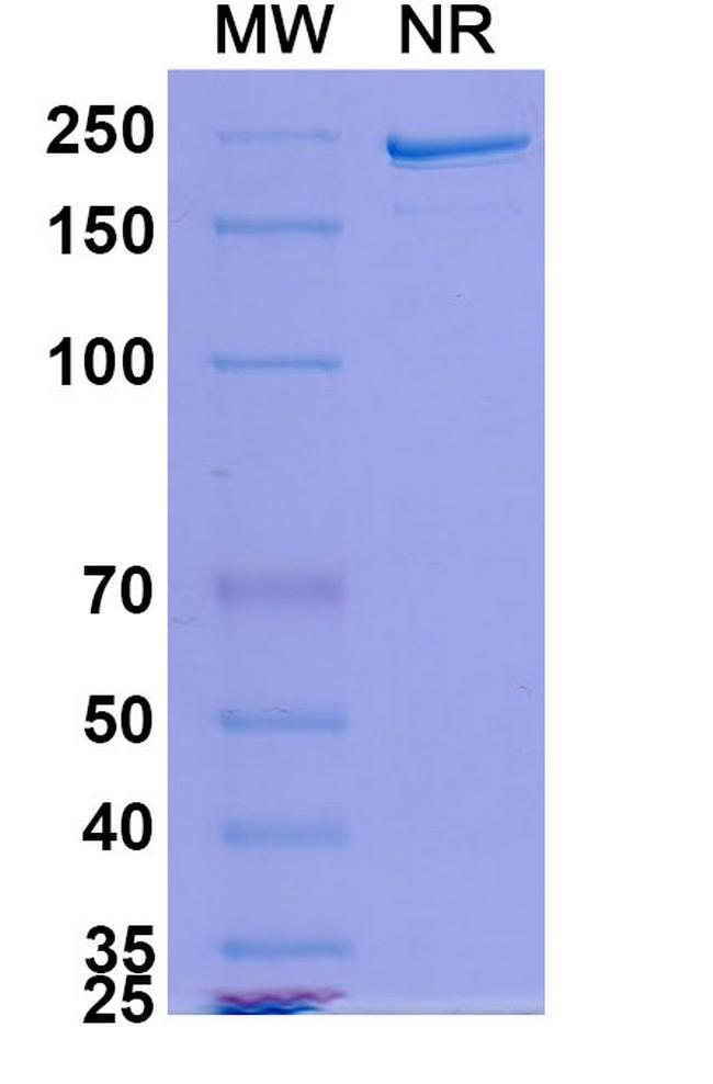 MDX-1342 Antibody in SDS-PAGE (SDS-PAGE)