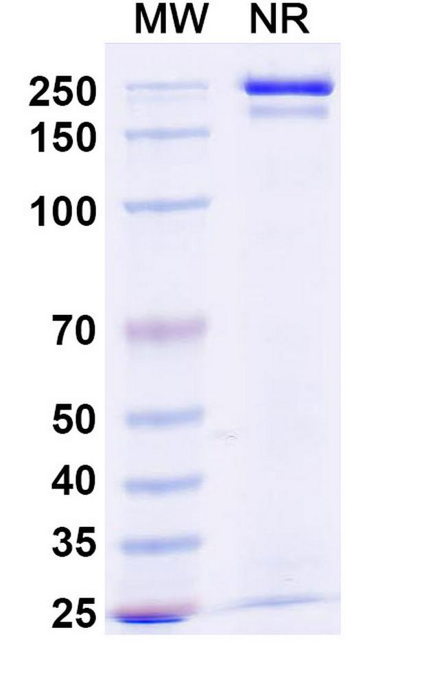 Budoprutug Chimeric Antibody in SDS-PAGE (SDS-PAGE)