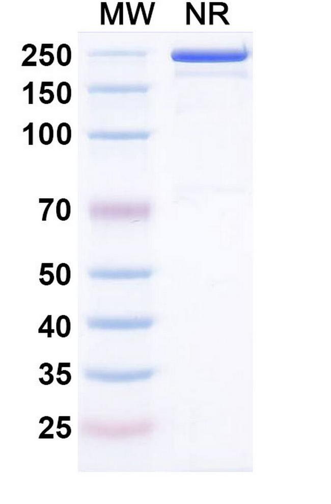 Cepeprubart Antibody in SDS-PAGE (SDS-PAGE)