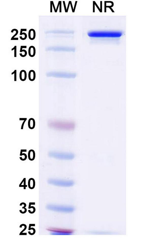 Prafnosbart Antibody in SDS-PAGE (SDS-PAGE)