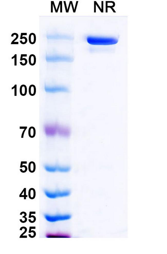 Evunzekibart Antibody in SDS-PAGE (SDS-PAGE)