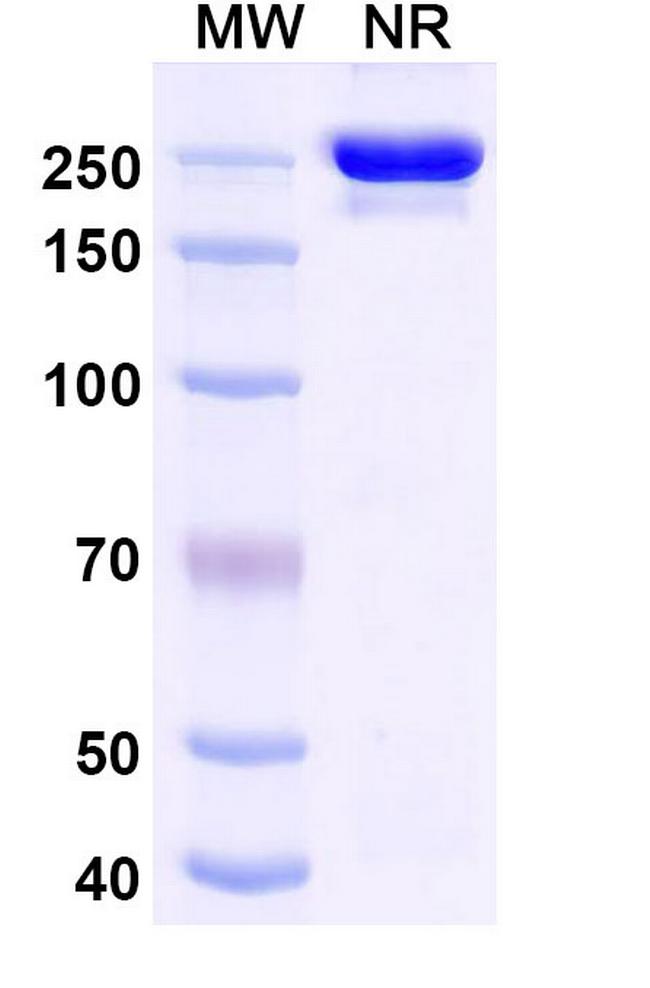 Exlinkibart Antibody in SDS-PAGE (SDS-PAGE)