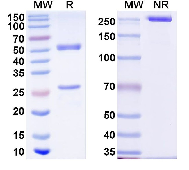 Cinrebafusp alfa Antibody in SDS-PAGE (SDS-PAGE)