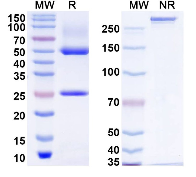 Zeripatamig Antibody in SDS-PAGE (SDS-PAGE)