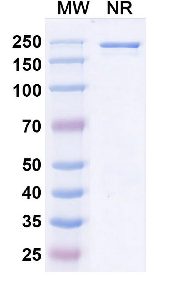 Amostomig Humanized Antibody in SDS-PAGE (SDS-PAGE)
