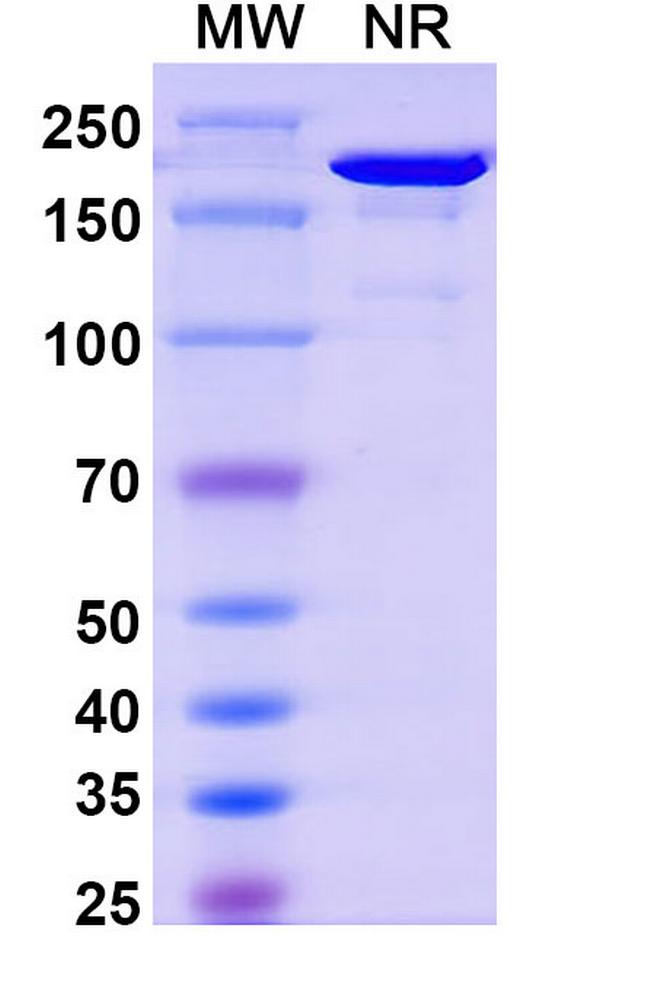 Nelmastobart Antibody in SDS-PAGE (SDS-PAGE)