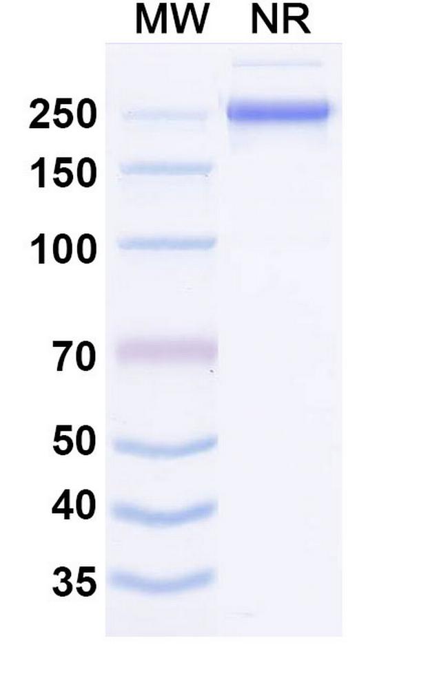Misitatug Chimeric Antibody in SDS-PAGE (SDS-PAGE)