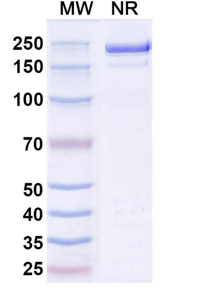 KLRB1 (CD161) (Rezorstobart Biosimilar) Antibody in SDS-PAGE (SDS-PAGE)