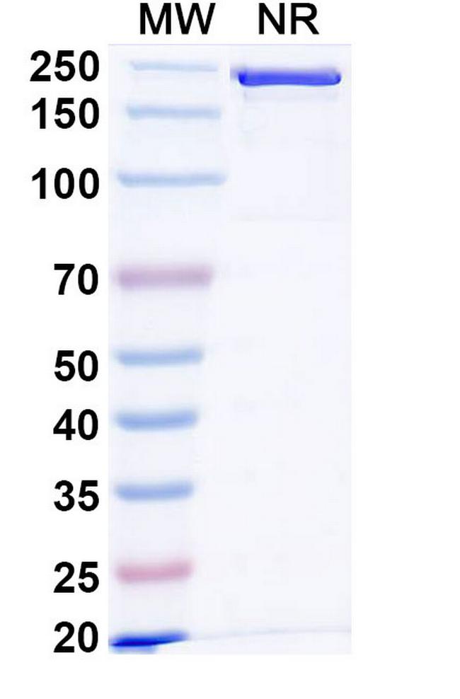 Nezastomig Antibody in SDS-PAGE (SDS-PAGE)