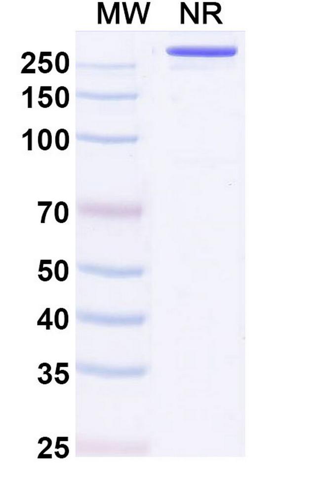 Pimurutamab Humanized Antibody in SDS-PAGE (SDS-PAGE)