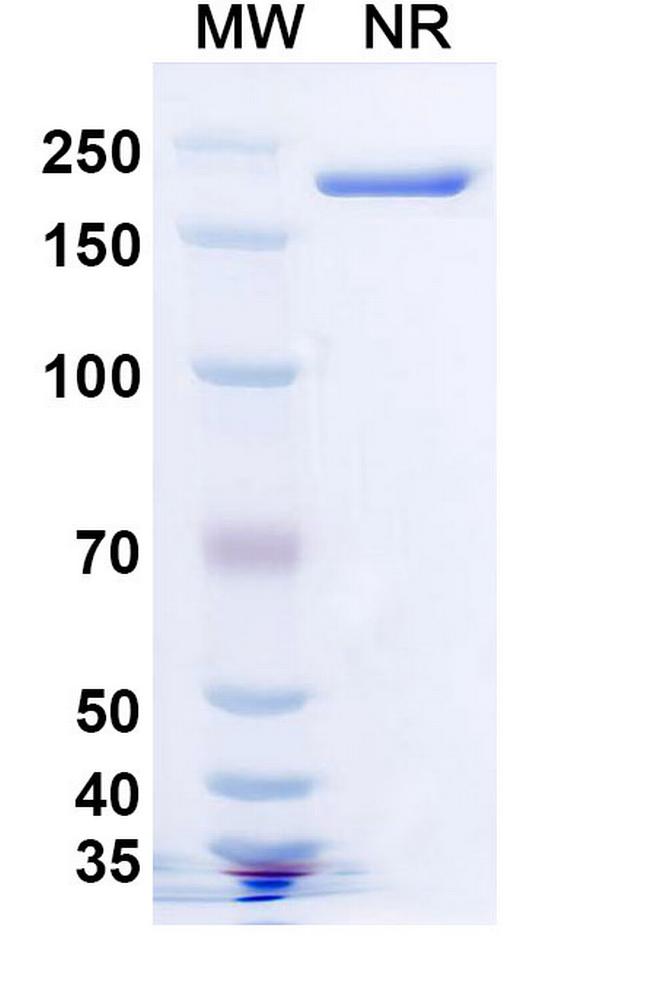Becotatug Antibody in SDS-PAGE (SDS-PAGE)