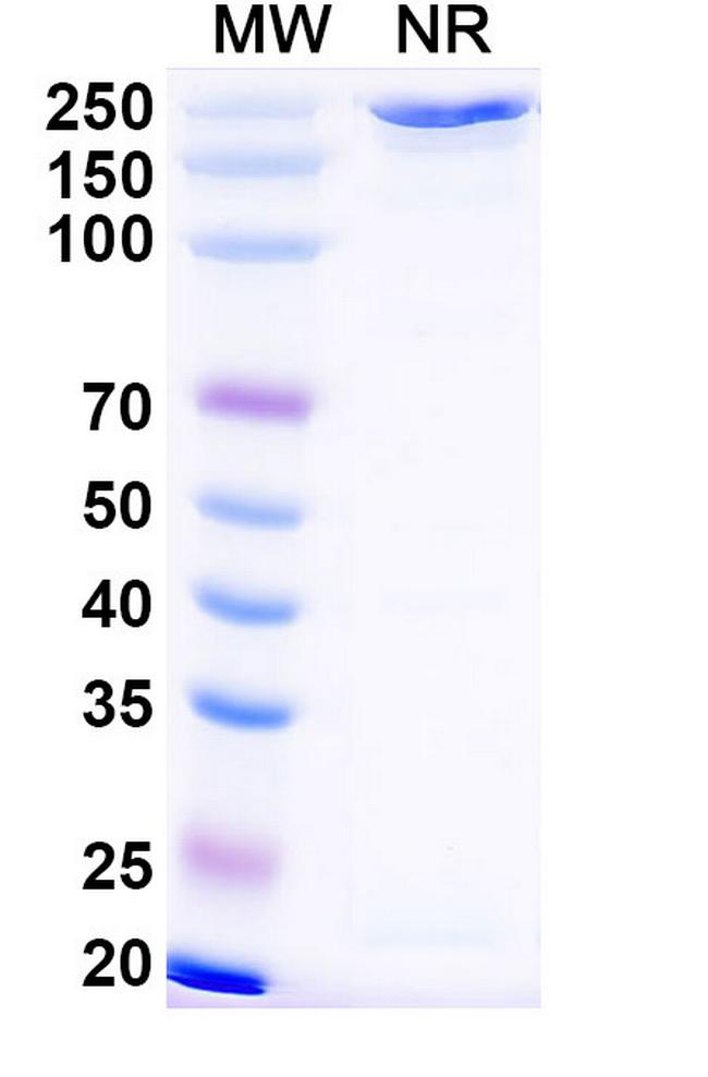 Dalmitamig Antibody in SDS-PAGE (SDS-PAGE)