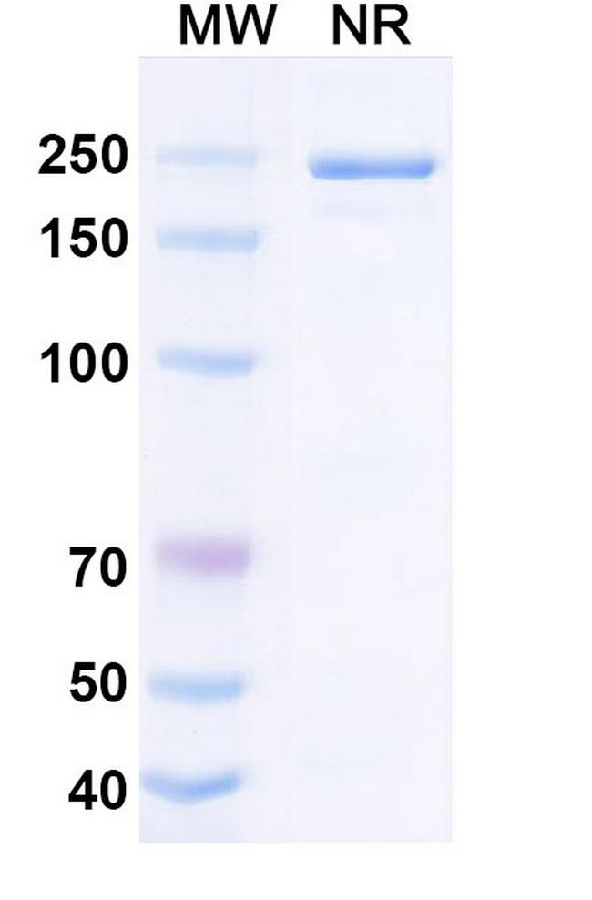 Epiregulin/TGF alpha (Fepixnebart Biosimilar) Antibody in SDS-PAGE (SDS-PAGE)