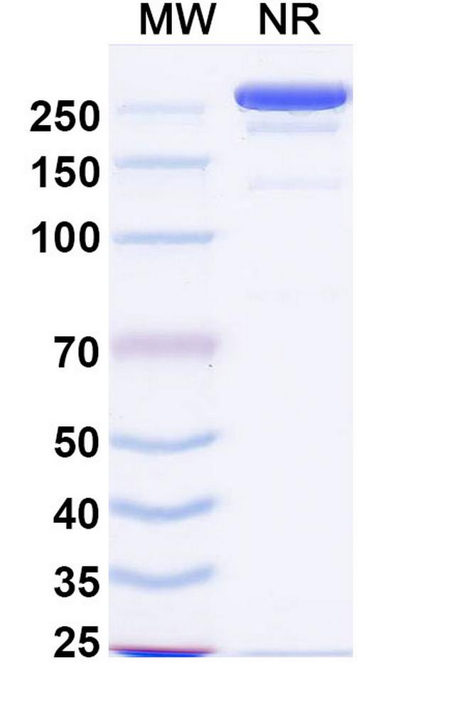 Linclatamig Humanized Antibody in SDS-PAGE (SDS-PAGE)