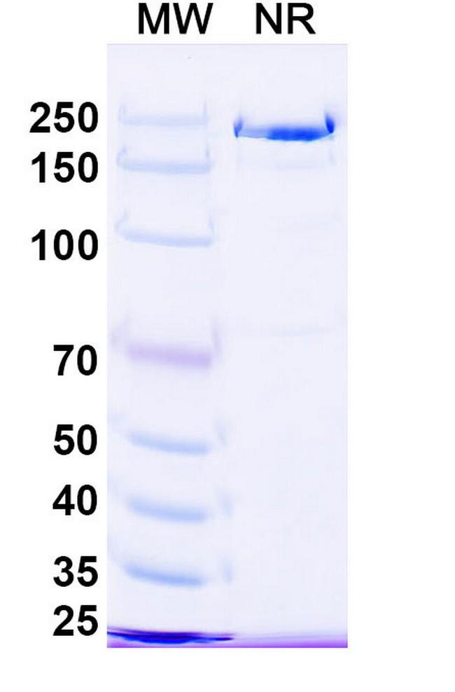 Ruxoprubart Humanized Antibody in SDS-PAGE (SDS-PAGE)