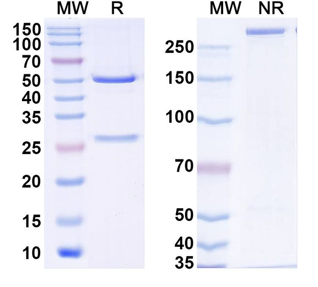 Omoprubart Antibody in SDS-PAGE (SDS-PAGE)