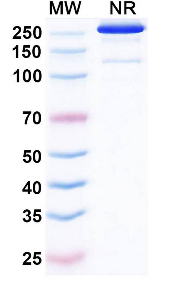 Etakafusp Alfa Humanized Antibody in SDS-PAGE (SDS-PAGE)