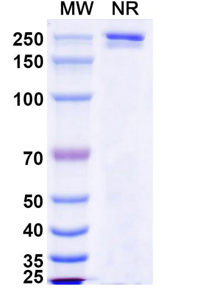 Luvagrobart Humanized Antibody in SDS-PAGE (SDS-PAGE)