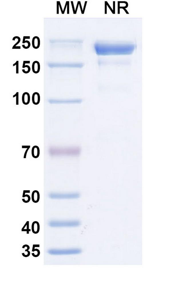 Claudin 1 (Lixudebart Biosimilar) Antibody in SDS-PAGE (SDS-PAGE)