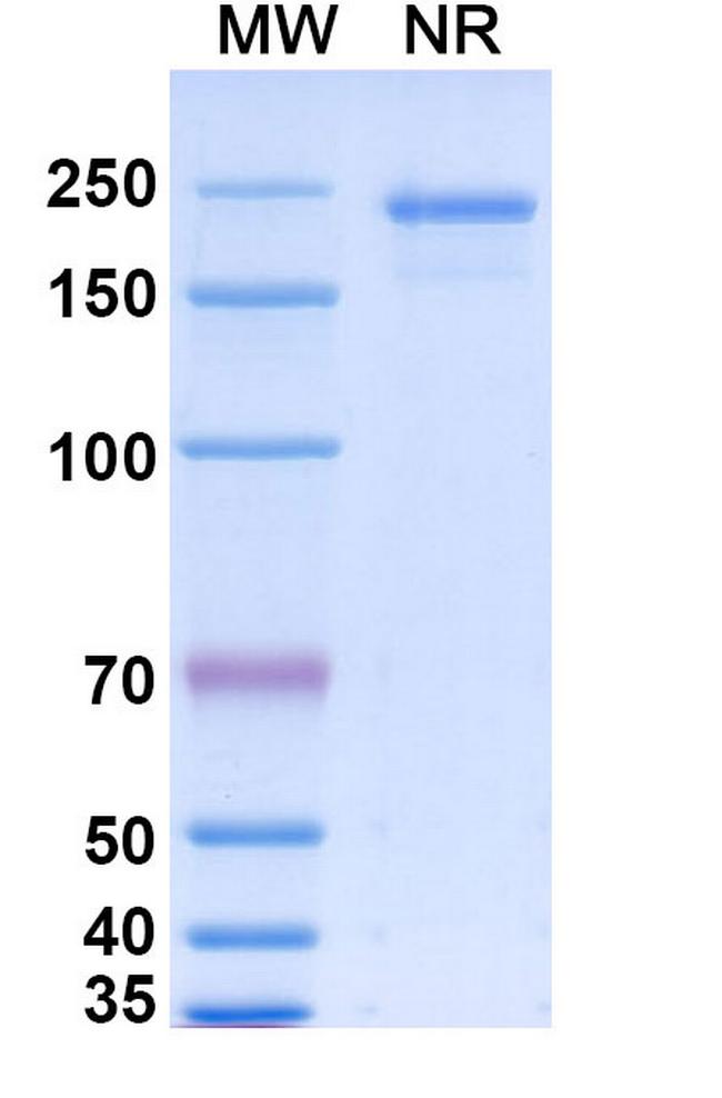 Nisevokitug Antibody in SDS-PAGE (SDS-PAGE)