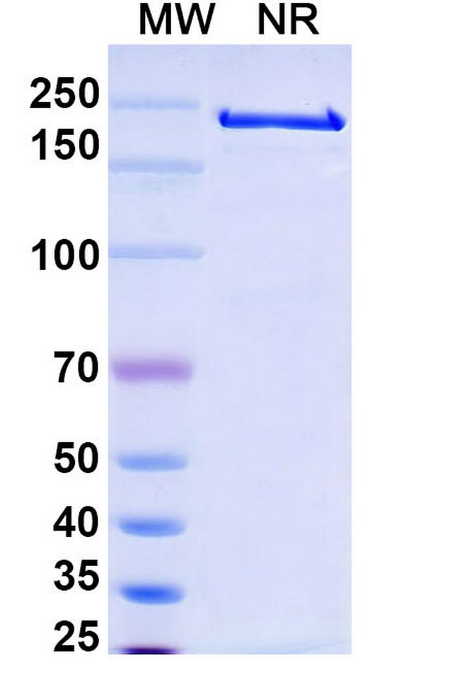 Melredableukin Alfa Antibody in SDS-PAGE (SDS-PAGE)