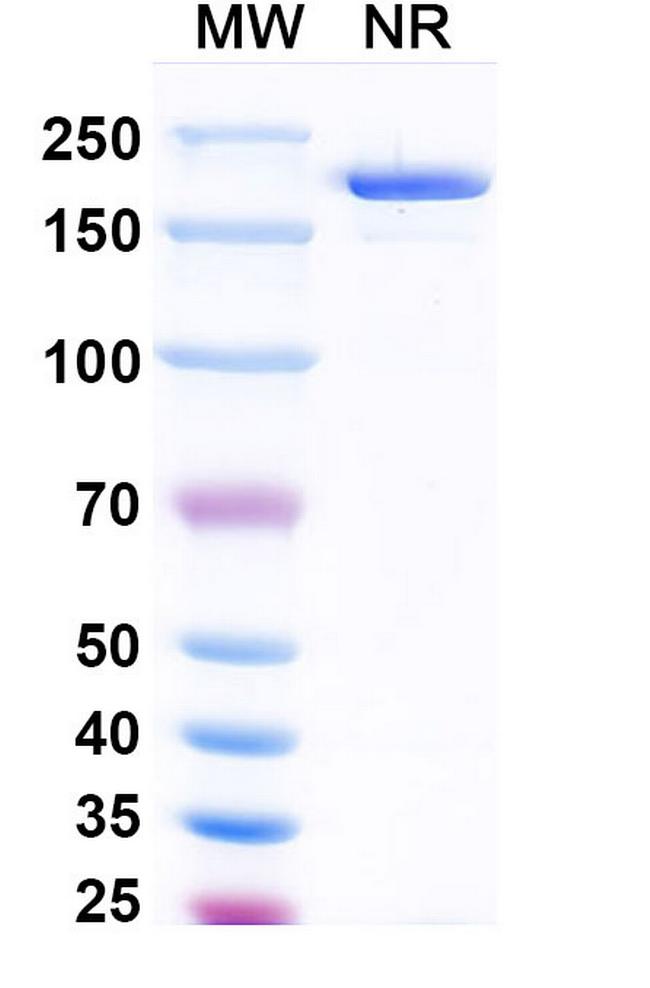 CD25 (Vopikitug Biosimilar) Antibody in SDS-PAGE (SDS-PAGE)