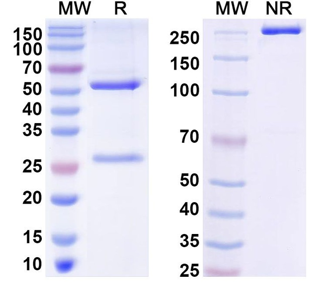 HLA-G-0104 Humanized Antibody in SDS-PAGE (SDS-PAGE)