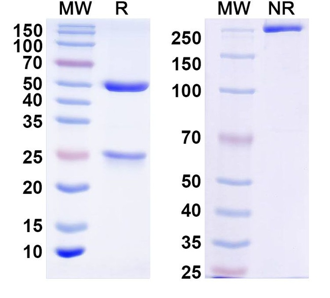 DQB1-FL8 Humanized Antibody in SDS-PAGE (SDS-PAGE)