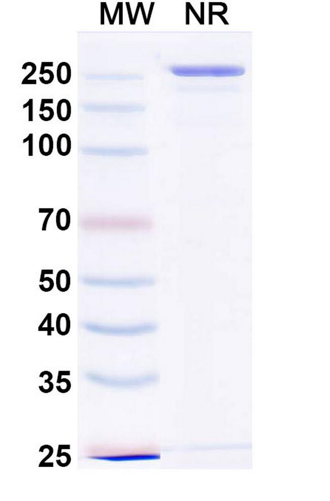 ST2 (Devextinetug Biosimilar) Antibody in SDS-PAGE (SDS-PAGE)