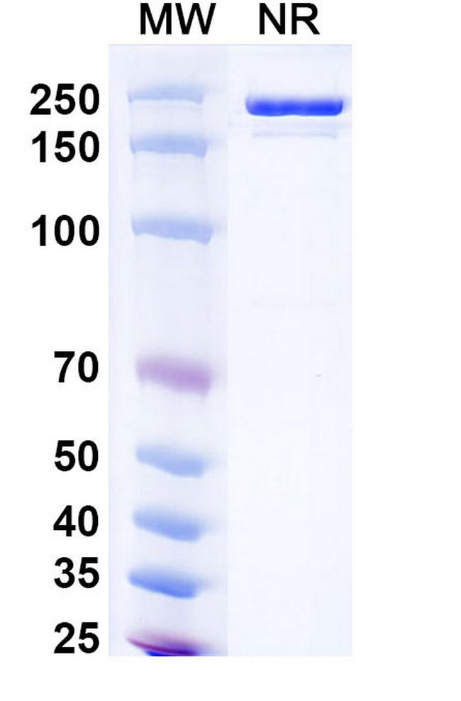 Donitabart Chimeric Antibody in SDS-PAGE (SDS-PAGE)