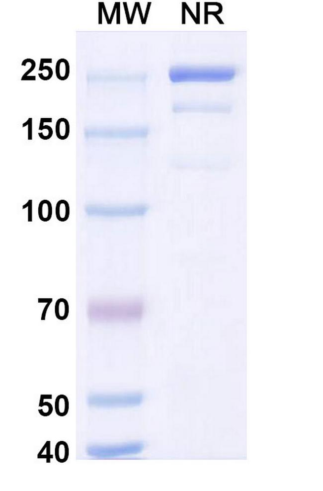 Coramitug Chimeric Antibody in SDS-PAGE (SDS-PAGE)