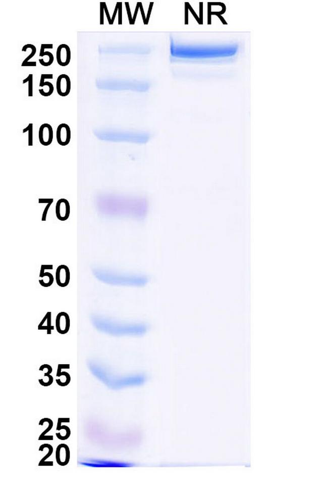 CC49 Humanized Antibody in SDS-PAGE (SDS-PAGE)