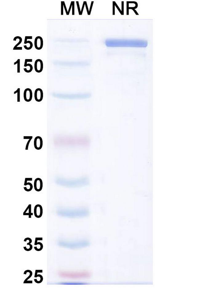 Aldastotug Antibody in SDS-PAGE (SDS-PAGE)