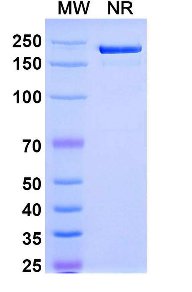 Olintatug Chimeric Antibody in SDS-PAGE (SDS-PAGE)