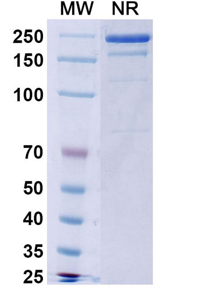 Serrumab Antibody in SDS-PAGE (SDS-PAGE)
