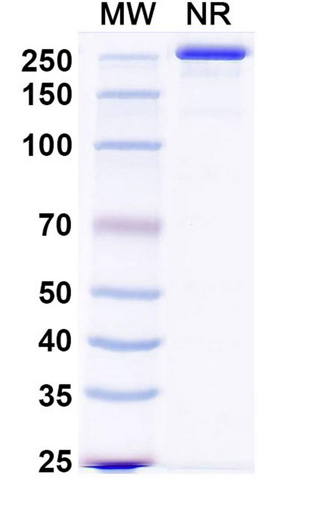 Sabirnetug Antibody in SDS-PAGE (SDS-PAGE)