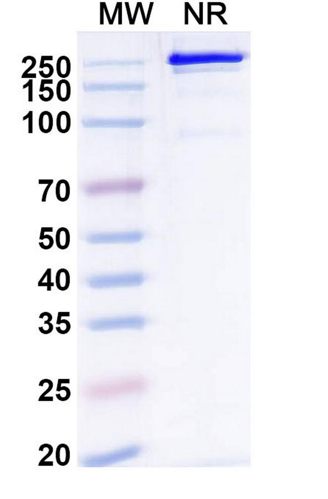Remternetug Antibody in SDS-PAGE (SDS-PAGE)