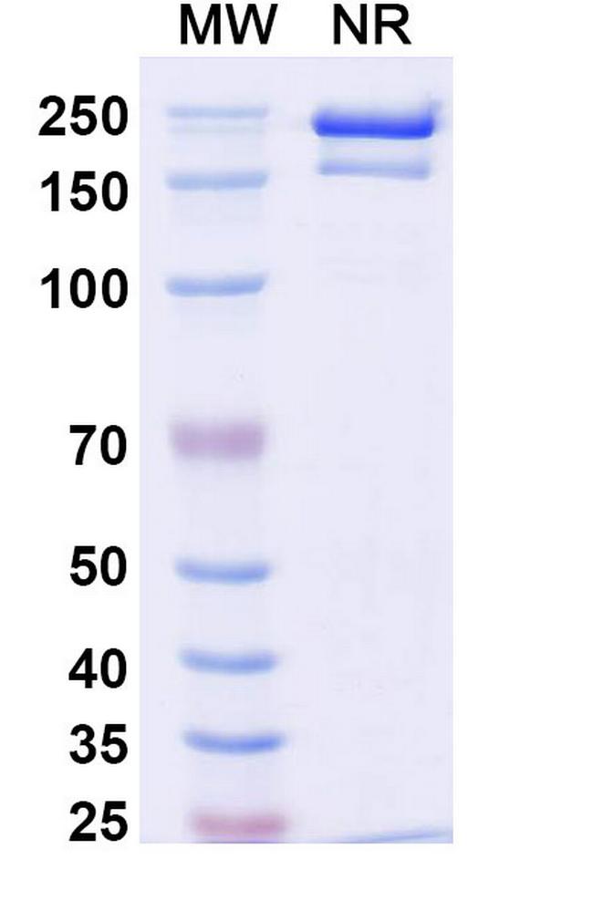 Detumomab Antibody in SDS-PAGE (SDS-PAGE)
