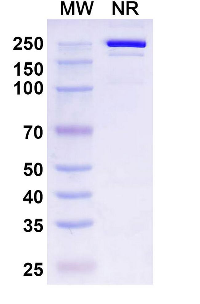 TIGIT (Belrestotug Biosimilar) Antibody in SDS-PAGE (SDS-PAGE)
