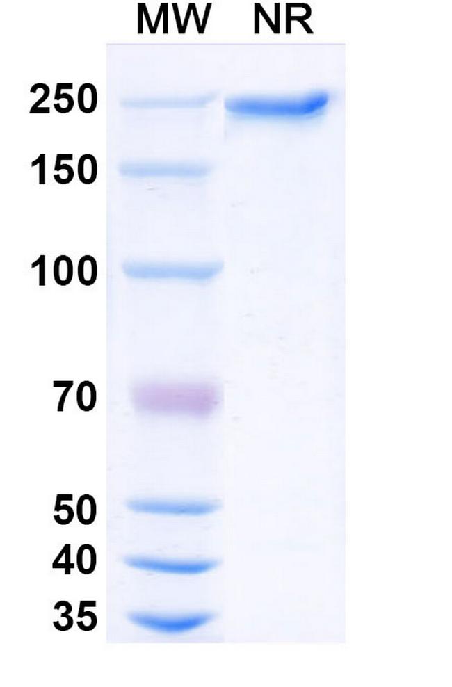 Dargistotug Antibody in SDS-PAGE (SDS-PAGE)