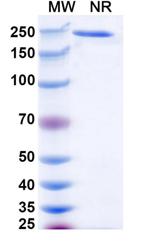 TIGIT (Ralzapastotug Biosimilar) Antibody in SDS-PAGE (SDS-PAGE)