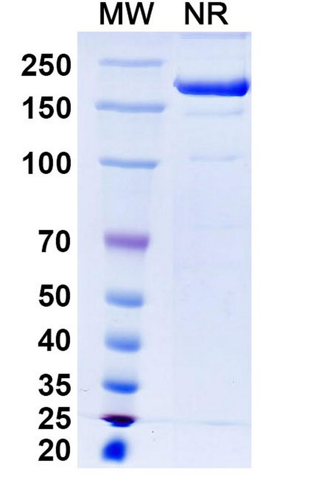 TIGIT (Renvistobart Biosimilar) Antibody in SDS-PAGE (SDS-PAGE)