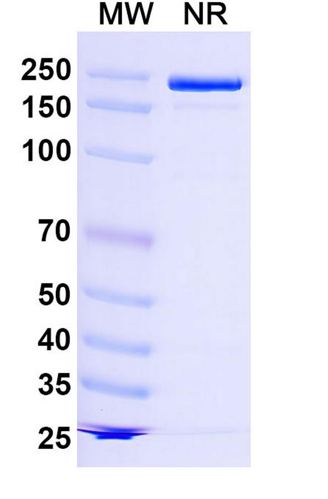 TIGIT (Lancastotug Biosimilar) Antibody in SDS-PAGE (SDS-PAGE)