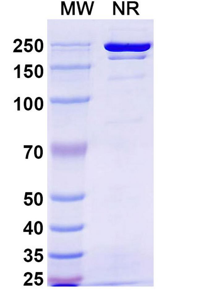 Gumokimab Humanized Antibody in SDS-PAGE (SDS-PAGE)
