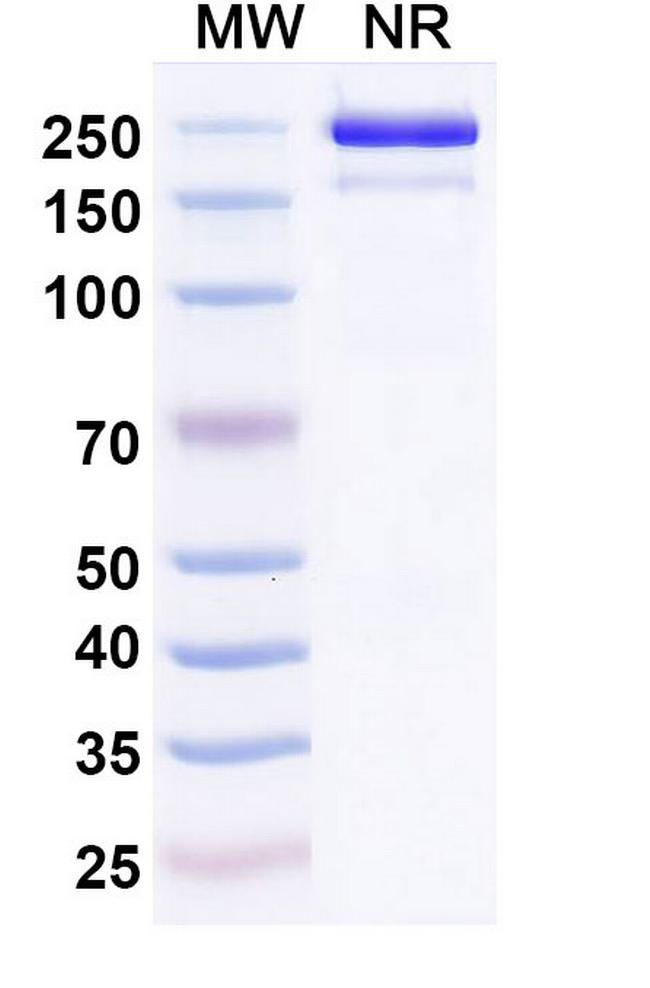 Roconkibart Antibody in SDS-PAGE (SDS-PAGE)