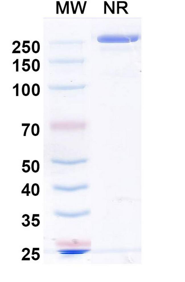 Acrixolimab Antibody in SDS-PAGE (SDS-PAGE)